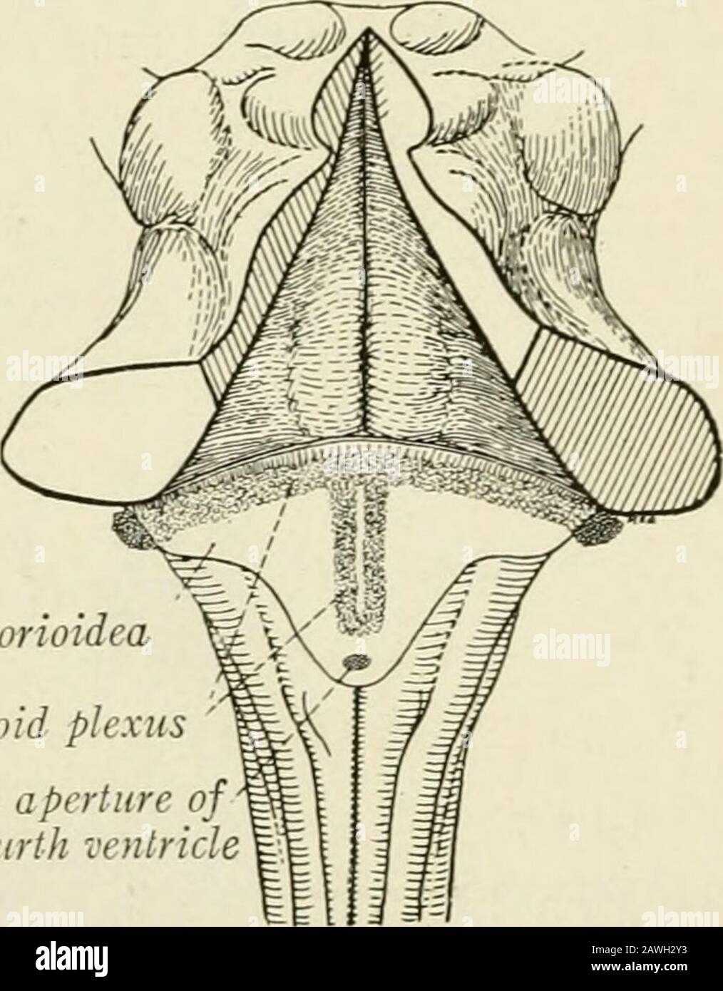 Die Anatomie des Nervensystems, vom Standpunkt der Entwicklung und Funktion. Die Fasern des Nervus facialis Bendum den Zellkern der Entführten. Der Locus 121, DER AUS pigmentednerven Nervenzellen besteht, erstreckt sich von der Fovea Superior bis zur Thecerebral Aquädukt ist eine flache, meist blassblaue Nut, darunter liegt die substantia ferruginea. Beginnend mit dem zerebralen Aquädukt und durch das superiorale und das inferiore Fovea? Ist eine sehr wichtige Nut, der Sulcus limitans, der die Trennlinie zwischen den von t abgeleiteten Teilen wieder aufsaugt Stockfoto