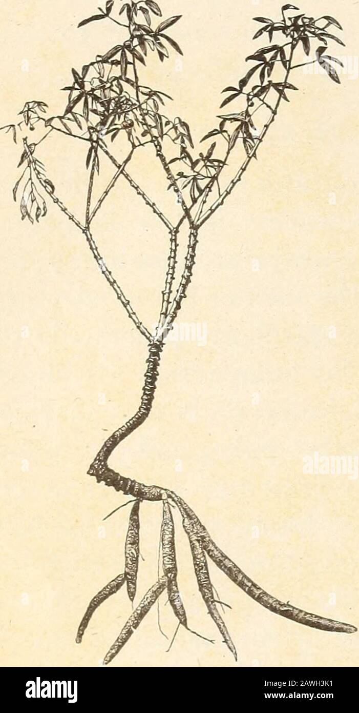 Die Herstellung Von Starke Aus Kartoffeln Und Maniok P Und Von 3i Bis 1fuss Voneinander Entfernt Um Einen Guten Stand Zu Erhalten Der Doppelt So Viele Stecklinge Benotigt Um 2 500 Hugel Pro