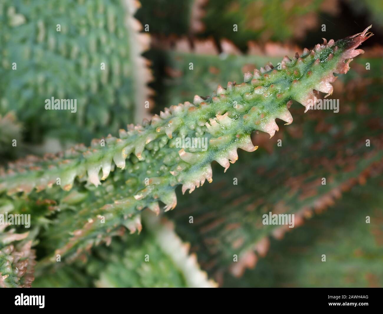 Angelo Aloe Blatt Nahaufnahme Stockfoto