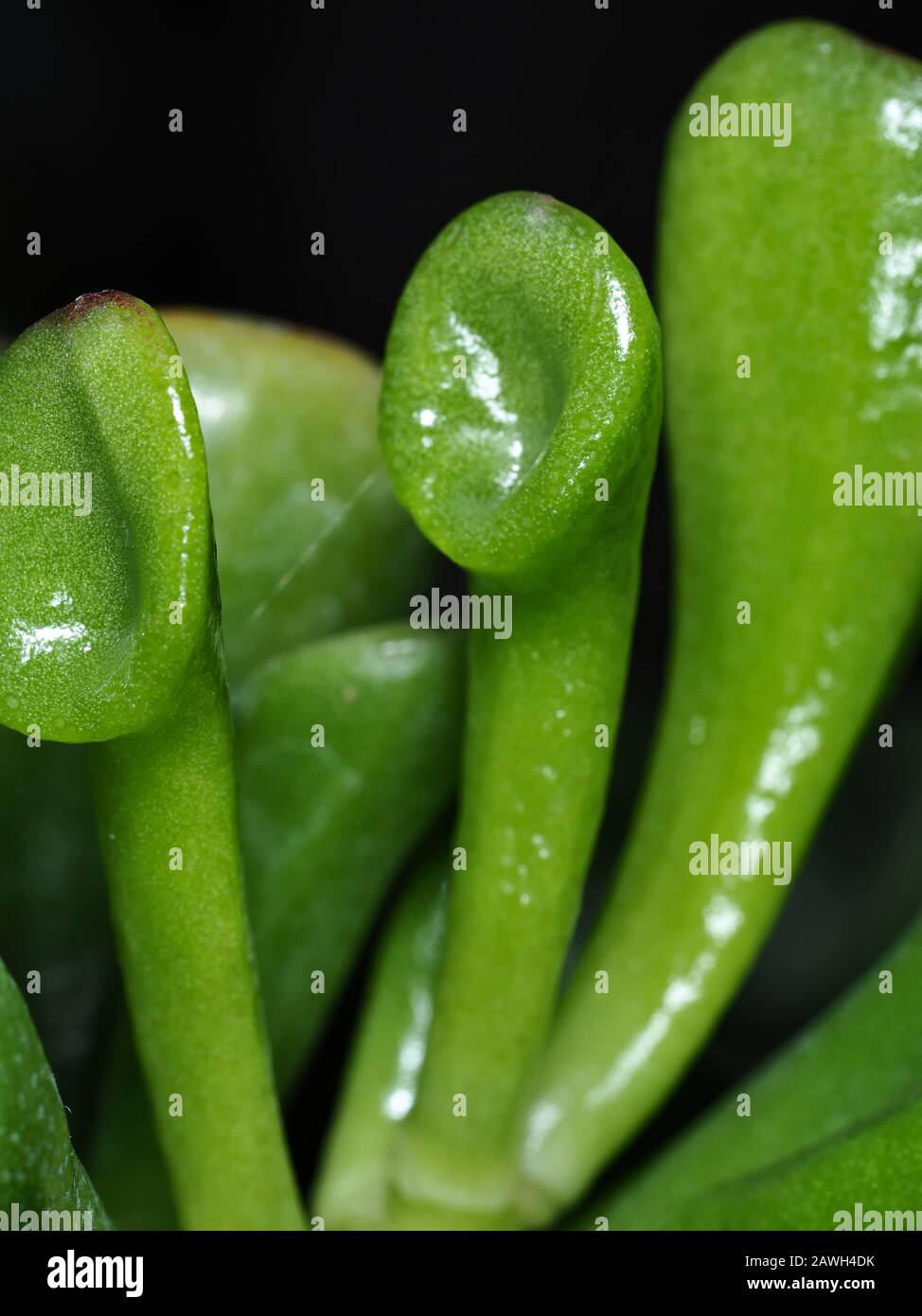 Trompetenjade (Crassula ovata 'Gollum') verlässt den Atem Stockfoto