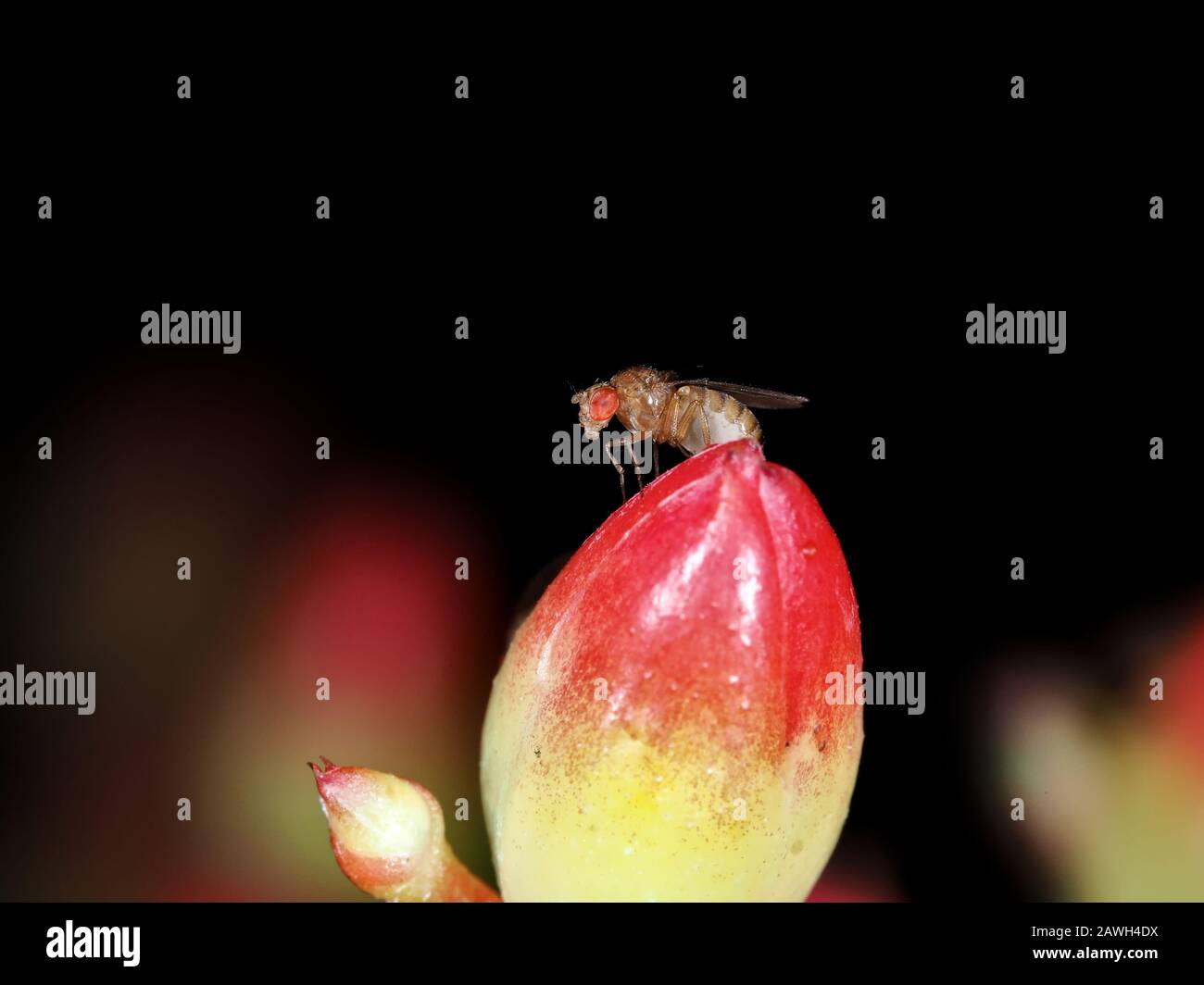 Drosophila melanogaster frucht auf einer Blume Stockfoto