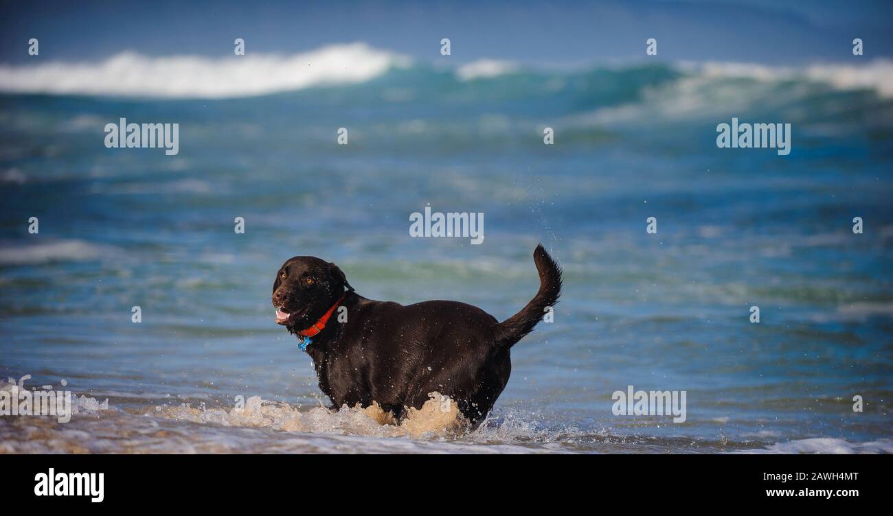 Schokolade Labrador Retriever Hund Outdoor-Porträt Stockfoto