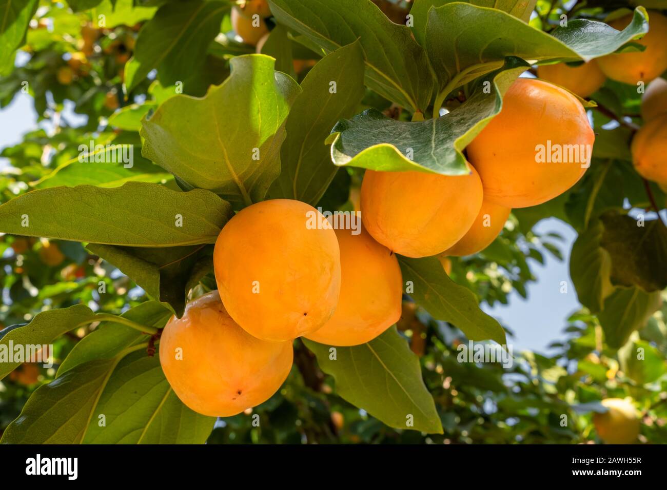 Reife Persifonen schließen sich am Persimmon-Baum Stockfoto