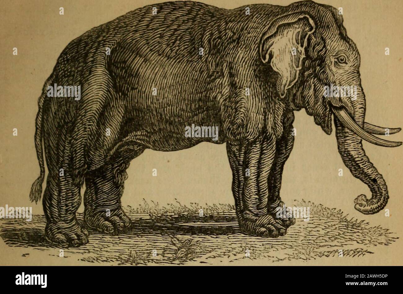 Ein originelles und illustriertes physiologisches und physiognomiales Diagramm . SAGACITIVENESS. 127. Sagakitivität groß. 5. XoT, das die Wahrnehmungs- oder Durchdringungskraft in der union weitgehend erbt hat, ist nicht in der Lage, sich vor der Bezeichnung anderer zu schützen und nicht in der Lage, den besten Vorteil zu erzielen. 6. Auch wenn weder große acu-Männer noch eine erstaunliche Charakterisierung sind, sind Sie dennoch nicht kläglich oder handlungsunfähig. 7. Es macht Ihnen wirklich Freude, die Verbindungen in einer Kettenwelt zu verbinden w^damit sind die Extreme aller großen Ereignisse des Lebens miteinander verbunden. 8. Schutz i Stockfoto