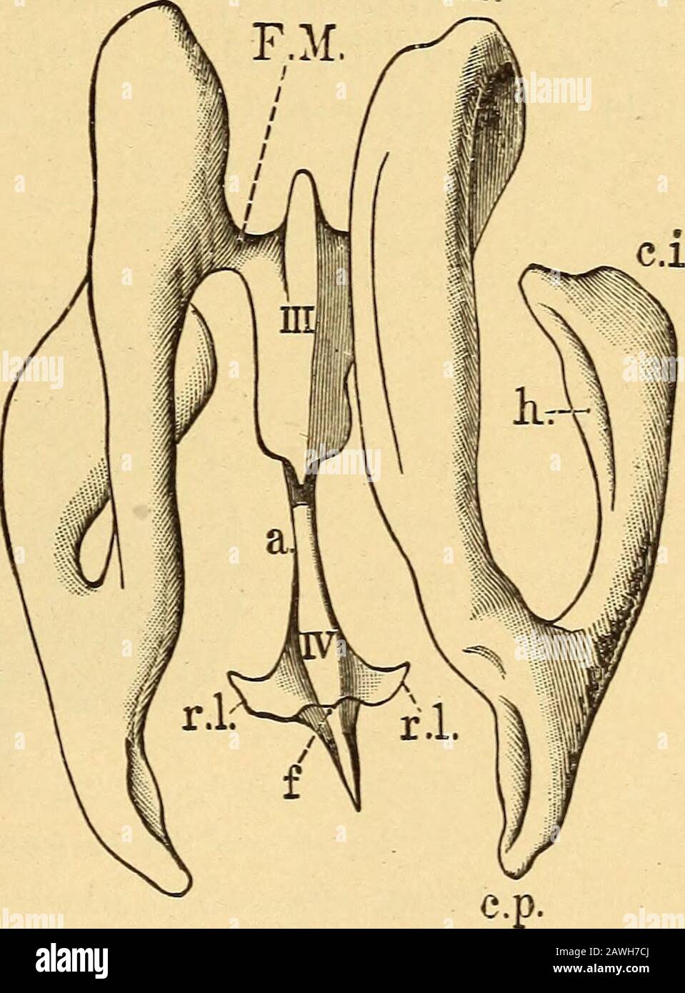 Erkrankungen des Nervensystems .. . Mittel des Foramen Monroi, durch das wir auch zum dritten Ventriklein die Höhle des Dienzephalons übergehen. Thelatter wird seitlich durch den Optikthalamus und oben durch Epithel fromden Plexus choroid begrenzt, während er trichterförmig in das Infundibu- lum übergeht. Durch den vergleichsweise breiten dritten Ventrikel gehen wir dorsal zum thenarrow Aquädukt des Sylvius, dem Kanal des Mesenzephalons, der oberen Grenze- über. Abb. 2.-Der Entwicklungstext des Ven-tricular Systems. (Nach Welcker.) IV, Vierte Ventrikel; r. l., Recessus later-alis; a., Aquaeductus Sy Stockfoto