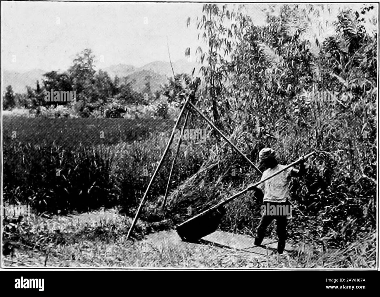 Birma. 54 BIRMA. 115. WASSERSCHAUFEL (KA-HNWE). Für Futter wird der Mais in der Nähe des Bodens geschnitten, wobei er zuerst durch Druck auf die Rebamboos gelegt wird, was ihn einfacher macht.Für die Ernte der Dorfbewohner kooperieren. Aber in den Ebenen des Deltas, wo der Anbau so stark ausgedehnt hat, gibt es nicht genug Arbeit auf dem Flecken, um die Ernte zu ernten. Harvestarbeiter kommen von Bur-mA-Richtig und auch großen Num-bern aus dem Süden Indiens herab(S. 159). In den Ebenen erhalten sie ihre zwei Mahlzeiten und ein Viertel eines Scheffels Getreide am Tag oder das Äquivalentgeld (S. 56). In den Hügeln bekommt ein Reaper einen Scheffel pro Tag Stockfoto