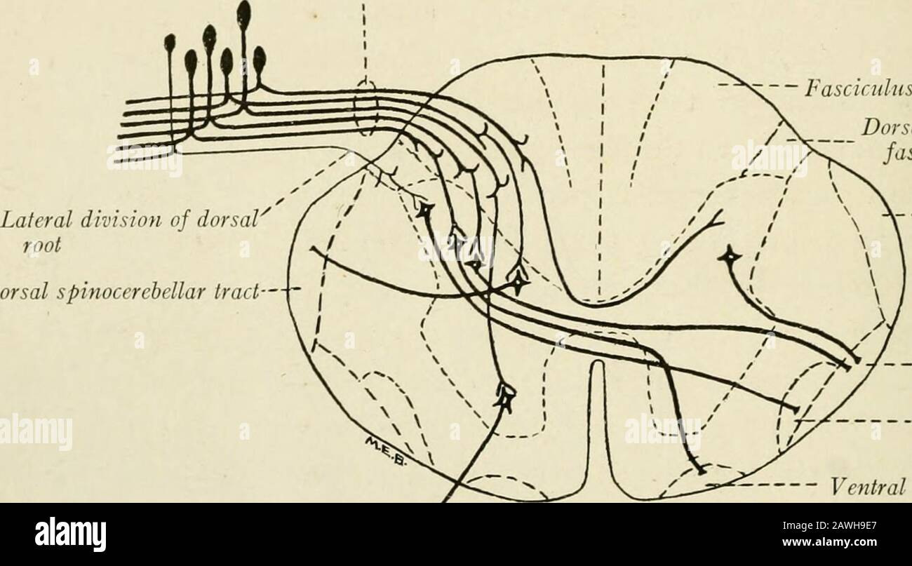 Die Anatomie des Nervensystems, vom Standpunkt der Entwicklung und Funktion. Abb. 71.-Diagramm zur Veranschaulichung der Anordnung der aufsteigenden Verzweigungen der dorsalen Wurzelfaserung innerhalb des hinteren Funiculus des Rückenmarks. 98 DAS NERVENSYSTEM der Wurzel und den dorsolateralen Fasziculus oder den Trakt von Lissauer betreten (Abb. 72).Die mediale Spaltung besteht dagegen ausschließlich oder fast ausschließlich aus myelinierten Fasern. Die Fasern der seitlichen Aufteilung der Wurzelteiler in auf- und absteigende Äste, die beide jedoch kurz sind. Die aufsteigende Verzweigung, die Stockfoto