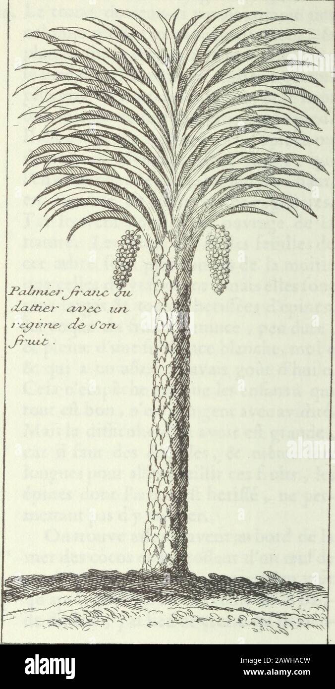Nouveau voyage aux isles de l'Amérique ... . ela tout couvert dépines oude pointes a(Tez longues & fortes , quilenvirent depuis le bas sufquen haut,en manière de volutes très-Régulieres.Jai iouvent admiré cet ouvrage de lanature. Les. Branches & les feuilles decet arbre Font plus courtes de la moitiéque celles du vrai cocos, mais elles fontplus larges & toutes heriffées dépines.La coque du Fruit eft mince , peu dure ,& pleiine dune fubfintance blanche, MOL!e& qui a un aftez mauvais goût dhuile,Cela nempêche pas que les enfansà quitout eft bon , nen mangent avec avidité"Mais la difficulté den Stockfoto