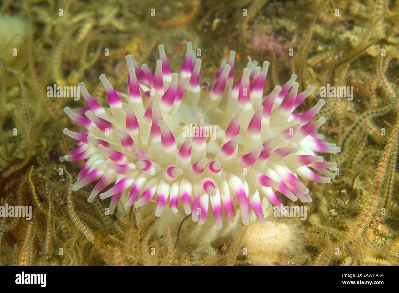 Dahlie Anemone Stockfoto