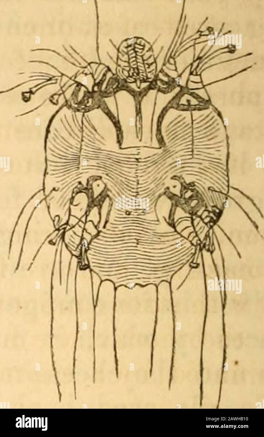 An Krankheiten der Haut . Abb. I.-Die jucken Animalkule, Akarus scabii, auf der Rückseite betrachtet; zeigt seine Figur und die Arrierung seiner Stacheln und Filamente.Abb. K.-Die jucken animalcule, gesehen npon die Unteroberfläche, zeigt seine Beine und tabellierten Füße.Abb. L.-Der Fuß und die letzten Gelenke des Beins des Juckreiz animalkule.Abb. M.-Ova der jucken animalkule. Abb. N. mit einem doppelten Tarsalhaken bewaffnet, der es dem Tier ermöglichen würde, sich fest an der Haut zu halten; sein Kopf wird mit Maxillen und Palpen oder eher Chelae versorgt, die fünfgliederig sind; und von zwischen den Chelae ist projekteda lang, lanzettlich-sh Stockfoto