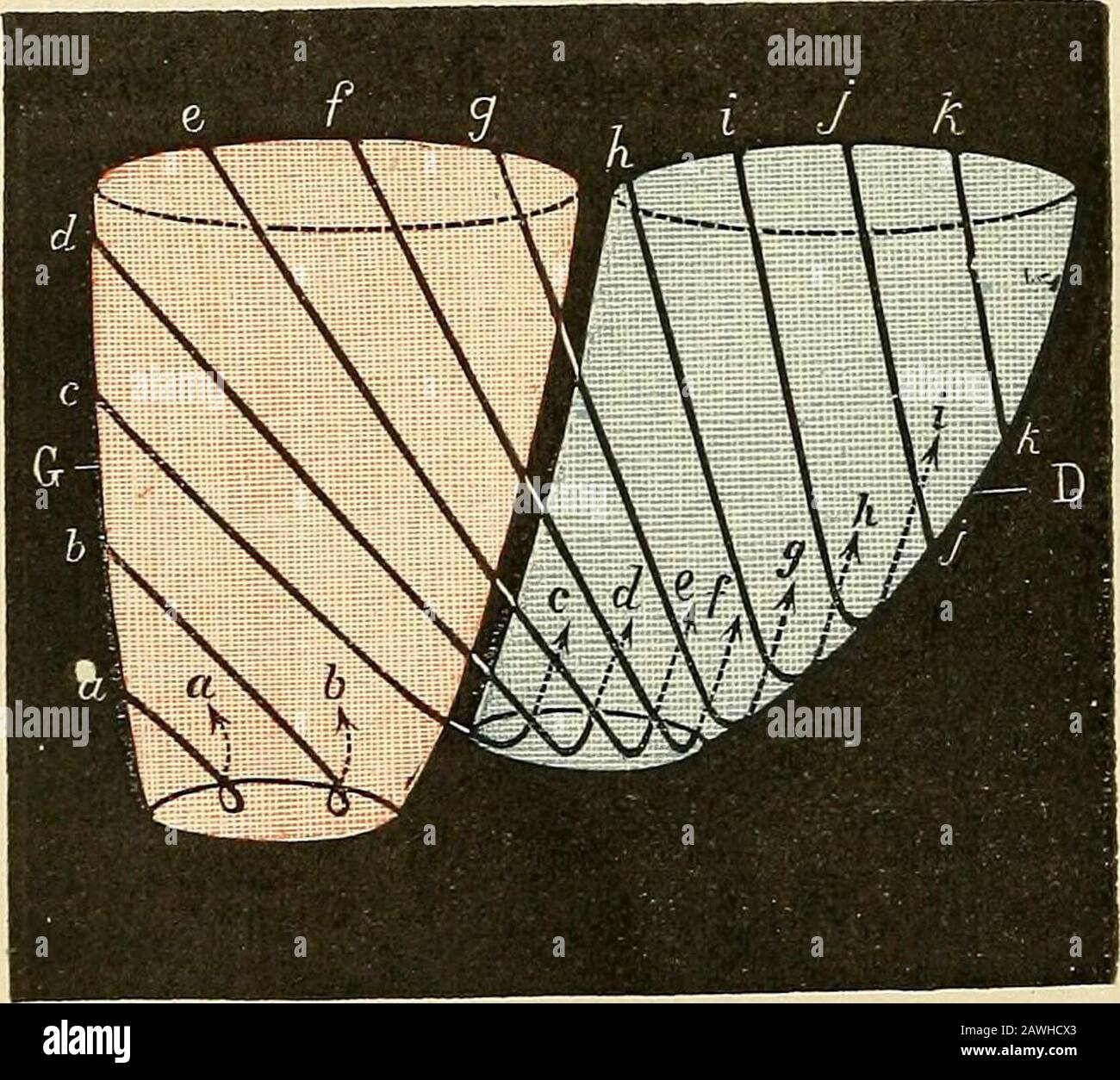 Traité d'Anatomie humaine. T à la pointe du coeur et, se Réfléchissant alors sur elles-mêmes, elles sengengent dansldroom inférieur du ventricule droit.Un Certain nombre, cependant, ne des cendent pas cet jusquà Blende: The etpénètrent room is clean and clean and clean. The room is clean and clean and clean and clean and clean. Abstraction faite de ce dernier groupede [fibres, toutes les fibres communesse portent donc dans les deux ventri-cules, à travers les Orifices que pré-sentent ces cavités à leur extrérnitéinférieure. Il nous reste à indiquer:1 façon la Stockfoto