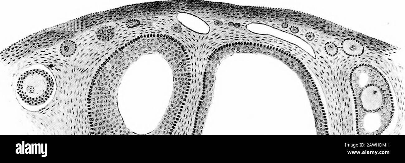 Die Entwicklung des menschlichen Körpers; ein Handbuch der menschlichen Embryologie, damit der Kopf des Spermato-Zoons (h) fast vollständig aus nuklearem Substancebesteht, wenn die Kopfkappe außer Betracht gelassen wird. Die Homologien der Teile des Spermatozoons mit denen des Spermatids können in tabellarischer Form dargestellt werden: Spermatid. Spermatozoon. Nukleus. Kopf. Archoplasm. Kopfkappe. Zentrosome. Hals aus Mittelstück, F-Axialfilament.Zytoplasma. -] Ummantelung des Mittelstücks. (. Scheide des Schwanzes. Das Spermatozoon ist dann eine von vier äquivalenten Zellen, die von zwei aufeinanderfolgenden Einteilungen eines primären Sper-Matozyts produziert werden Stockfoto