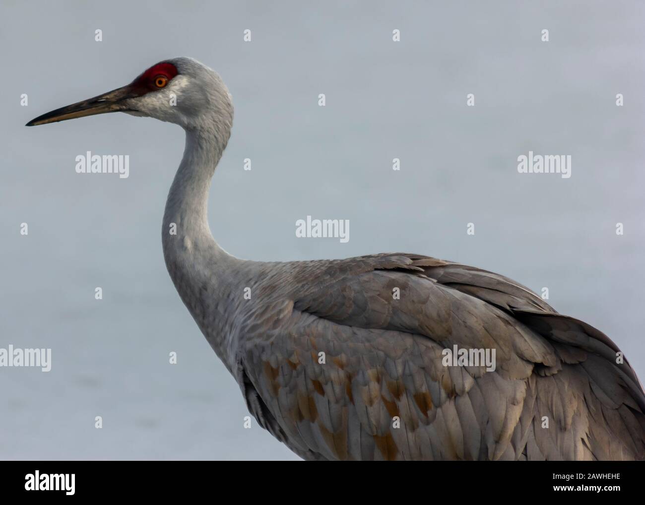 Schöner Sandhill Kran Nahaufnahme Porträt am gefrorenen See. Graue und braune Federn. Orangefarbene Augen und intensiver roter Flecken auf dem Kopf. Lange, graue Rechnung. Stockfoto