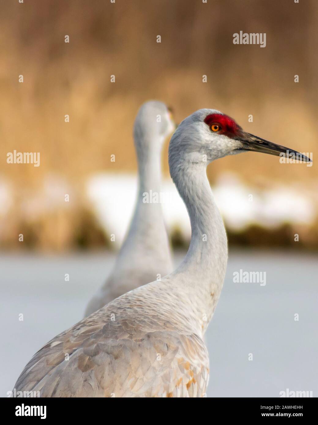 Schöner Sandhill Kran Nahaufnahme Porträt am gefrorenen See. Graue und braune Federn. Orangefarbene Augen und intensiver roter Flecken auf dem Kopf. Lange, graue Rechnung. So Stockfoto