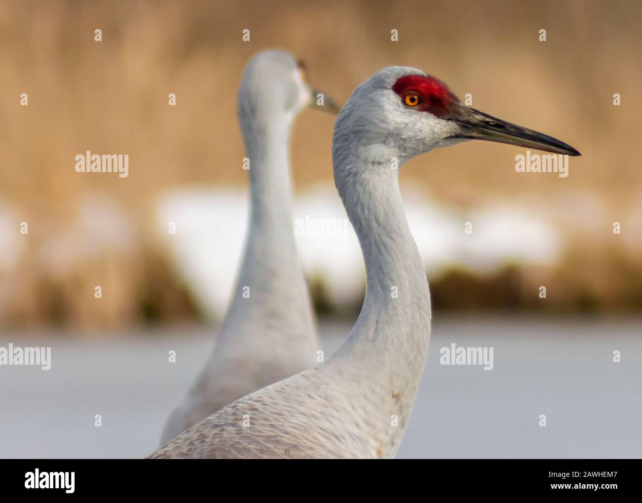 Schöner Sandhill Kran Nahaufnahme Porträt am gefrorenen See. Graue und braune Federn. Orangefarbene Augen und intensiver roter Flecken auf dem Kopf. Lange, graue Rechnung. So Stockfoto