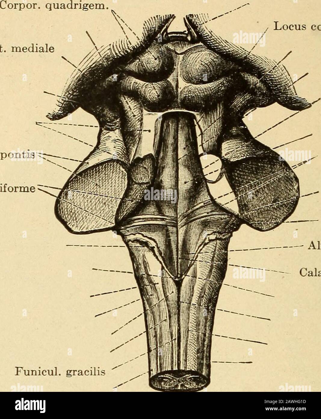 Erkrankungen des Nervensystems .. . por A.nterior auf dem 4thventrikel