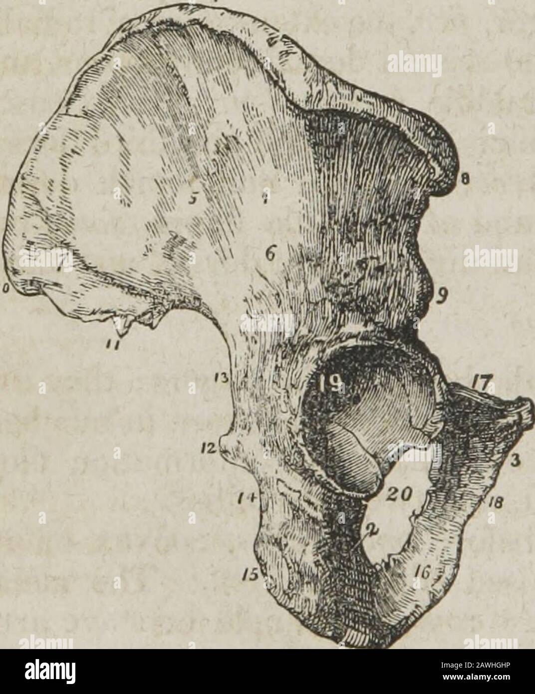Ein System der menschlichen Anatomie, allgemein und speziell . Rior und hinterer Rand. Die innere Oberfläche wird oben durch den Scheitel, unten durch eine hervorstehende Linie, die Linea ilio-pectinea und davor und hinten durch die vorderen und hinteren Ränder begrenzt; Sie ist konkave und glatt für die beiden Drittel ihrer Ausdehnung an-terior und hegt den Musculus iliacus. Das * Das os innominatum der rechten Seite. 1. Das Ilium; seine äußere Oberfläche. 2. TheF*™m: F3.The 0S Pubis- 4-^HE Crest of the Ilium. 5. Die überragende gebogene Linie.6. Die untere gebogene Linie. 7. Die Oberfläche für den Gluteus maximus. 8 Der anteriorsuperiore Spinou Stockfoto