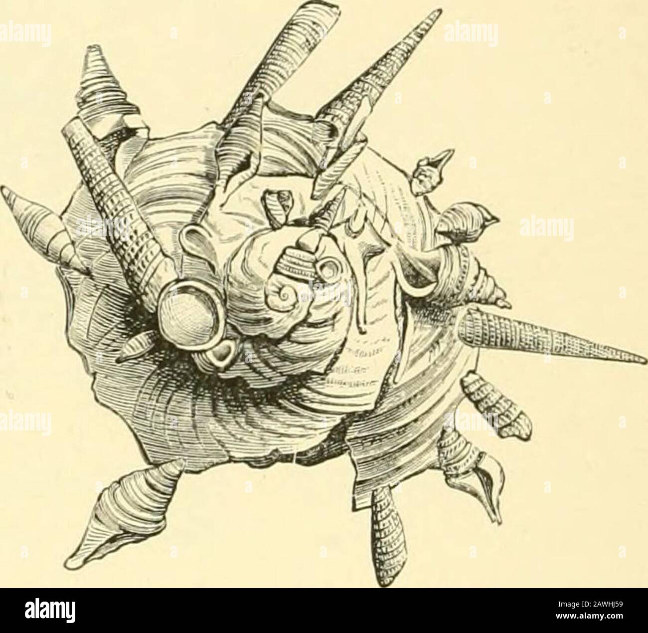 Die Cambridge Naturgeschichte . Abb. 25.-Xenophora {Phorus)coiichyliophora Geboren., von den Steinen, die es an die Nppew-Oberfläche seiner Schale anklebt, übertängelt. (Aus einem britischMuseum Exemplar.) Fjq 96 -^Xe7iophora{Phorus)palUdiilaReeve.A mollusk, das sich dem Nachweis entzieht, indem er sich mit toten Schalen von Andersarten bedeckt. (Von einem Challenger-Exemplar mThe British Museum, x+.) Die formidal3le-Stacheln, mit denen die Schalen, z. B. der Familie Murex, ausgestattet sind, müssen einen großen Beitrag zum Schutz vor Fischen leisten, und andere Raubtiere, zum Beispiel JMurextenuispina (siehe Chap, IX.), würden prov Stockfoto