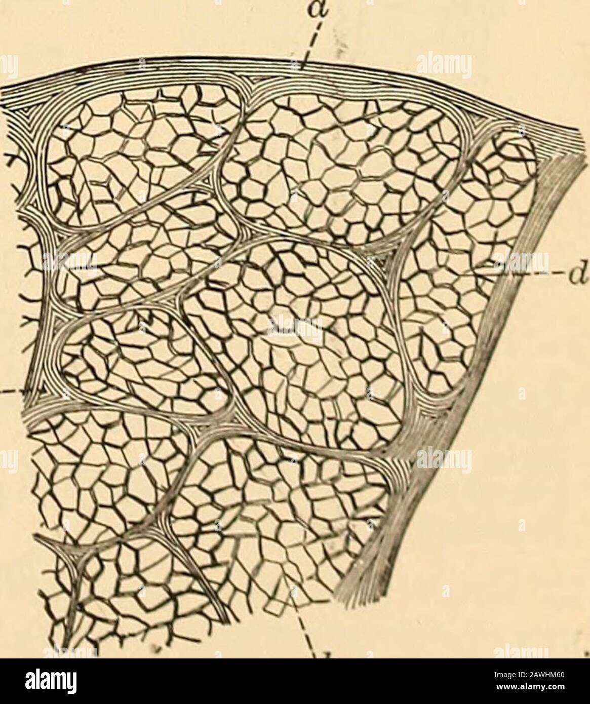 Anatomie, Physiologie und Hygiene. B, Knochen. C, Bindegewebe. Abb. 27. Querschnitt eines Beins. F, Fett (Fettgewebe). M, Muskeln. V, Venen. BL, Blutgefäße (Arterien und Venen). Unfreiwillige Muskeln werden aus einfachen, nicht gestreiften Smoothfasern gebildet, die Kerne und Nucleoli enthalten. Diese Fasern sind kontraktile, spindelförmige Zellen, die durch eine zementartige Unterstellung in Bun-dles zusammengehalten werden. Diese Bundles sind größer oder flach gezaucht, die durch Bindeglied und häufig Interlace gehegt werden. V6 Abb. 28. Muskel•tion OI (vergrößert 50 di (i, perimysium.B. Stockfoto