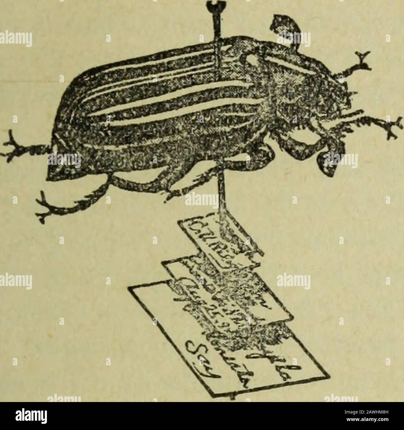 Jahresbericht der Obstbauer-Vereinigung von Ontario, 1904/05 . FI&lt;i. 54. I)ra!2on-flv Fici. 55. Cvaiide Bottle 1904/05 ENTOMOLOGISCHE GESELLSCHAFT. 107 Sammlung Von Insekten. Die beste Art, sich mit den dif-ferenten Insekten vertraut zu machen, ist eine allgemeine Sammlung. Dies ist nur ein Mittel zum Zweck, denn ein echtes Wissen über das Leben von Insekten kann nur durch Beobachtung im erworben werden. Abb. 56. Wie man Abeetle anhefte und beschriftet. Stockfoto