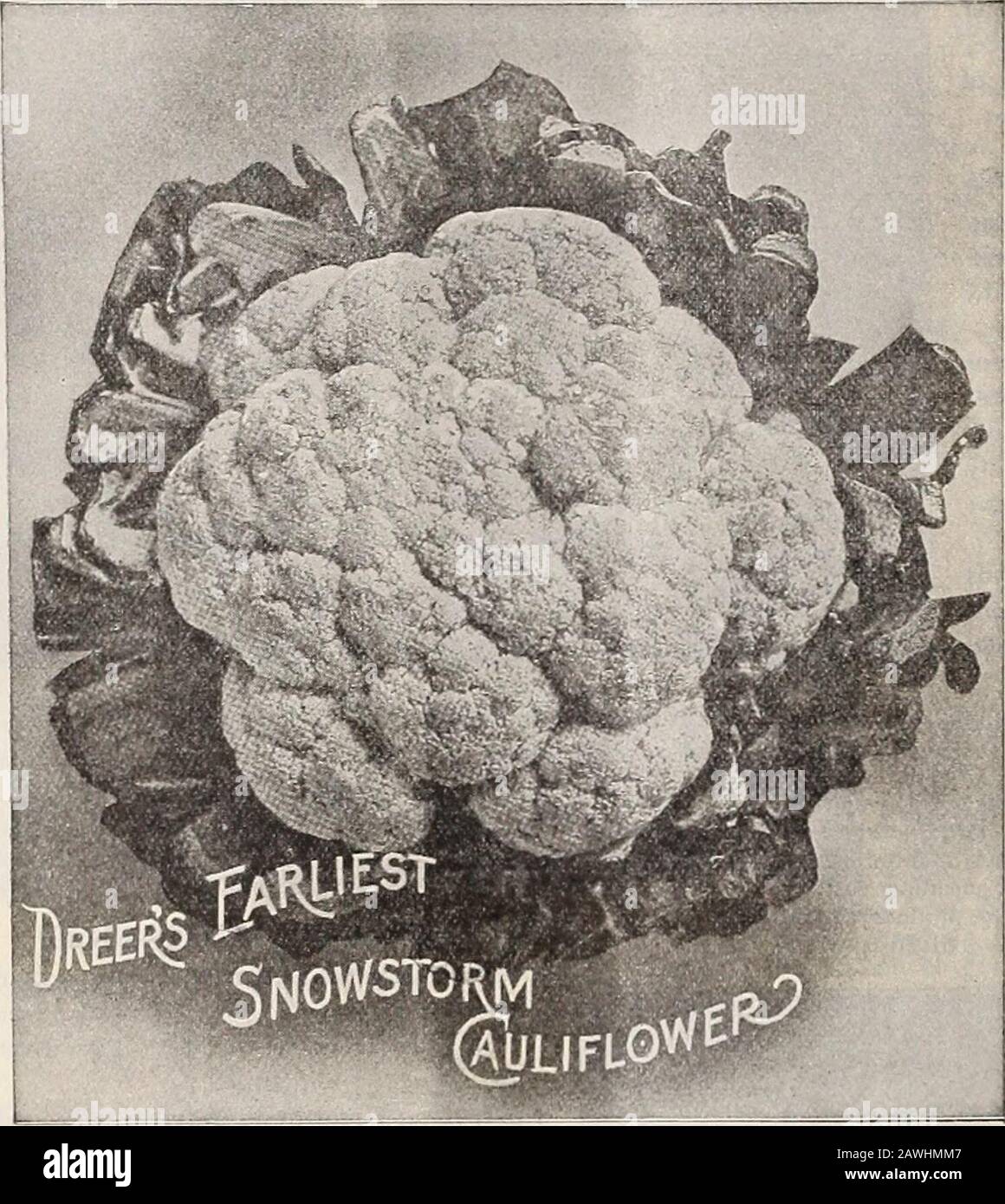 Dreer's 72. Jahreausgabe Gartenbuch : 1910 . d, Anfang Frühjahr.Jede gute Gartenerde wird es tun. Machen Sie die Reihen 16 bis 20 inchesapart^und dünnen Sie die Pflanzen auf 2 oder 3 Zoll. Die Wurzeln werden in 3 oder 4 Monaten nach der Keimung zur Anwendung verhärten. Kervil Gewellt. Pkt., o kt.; oz., 10 kt.; J lb., 30 kt. CRESS. Garten und Brunnen Kress, Gek. Cresson, Fr. Berro 6 Mustuerzo, Sp. Kultur.-Im Winter Leicht auf der Greenhousebank, in Rahmen, Töpfen oder Bo.xes gewachsen, und großartig für Salat, Garnieren oder als Zusatz zum Wintersalat. Säen Sie Samen sehr dickflüssig/^Reihen 3 bis C Zoll unter Glas, oder fo Stockfoto