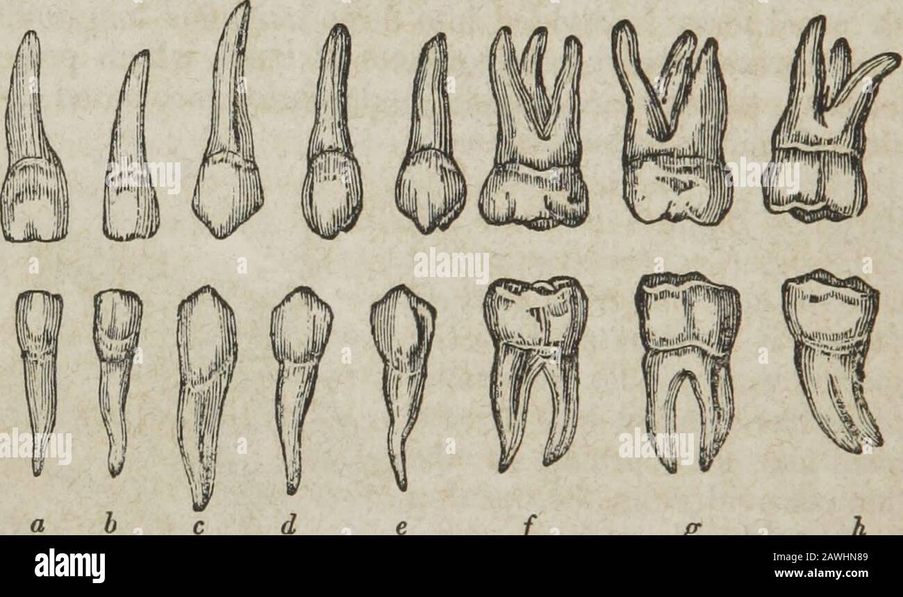 Ein System der menschlichen Anatomie, allgemein und speziell . 98 ZÄHNEKLASSIFIKATION: Vordere Ethmoidzellen und des Antrums. Der größte der drei Punkte ist der Unterflurmegus, der der Abstand zwischen dem trübroten Knochen und dem Boden der Fossa ist; darin befinden sich Twoforamina, die Beendigung des Nasenkanals und eine Öffnung des vorderen Palatinkanals. Die nasale Fossa? Beginnen Sie mit der Gesichtsöffnung mit einer großen unregelmäßigen Öffnung, die anterioren Narben, und beenden sie poste-riorly in den beiden hinteren Narben. ZÄHNE. Der Mensch ist mit zwei Zahnersukzessionen ausgestattet, der erste davon ist der Kindererde Stockfoto