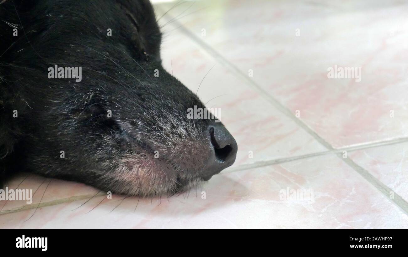 Schwarzer Hund schläft. Schnauze im Fokus Stockfoto