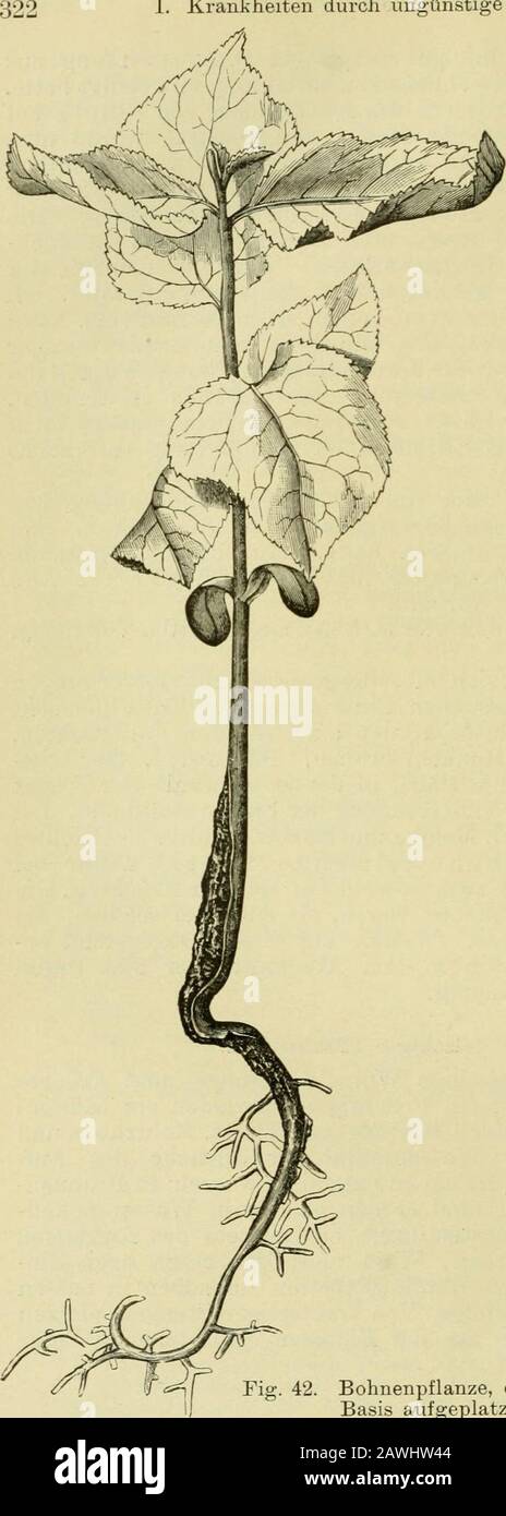 Handbuch der Flanzenkrankheiten . durchTi^ockenheit unterbrochenes Keimen. Das Aureifsen flüchtige Flanzenteile. Die Erscheidung, die dafs flüchtige Wurzeln, Stengel und Bruchteklaffend aufspringen, ist in langen Feuchtigkeitsperioden ein häufigesVorkommnis. Von Gemüsen belagert Kohlrabi, Mohrrüben undPetersilie. DAFS übermässige Wasserzuführ die Urssache des auf-Frühlings ist, bewies Hallier ), indem er Petersilienwiu-zeln in Brunnen-Wasser hing; nach drei Tagen fand er den ganzen in Wasser befindbare-lichen Teil-Eigenungen. Boussingault^) beobachtete das Aufreifsvon Kirschen, Mira Stockfoto