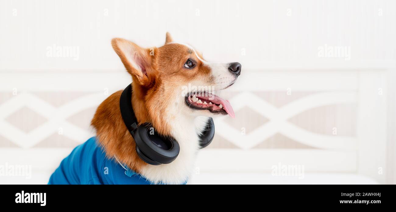 Cute Corgi Hund in stilvollen blauen Bomberjacke sitzend und Kabellose Kopfhörer Stockfoto