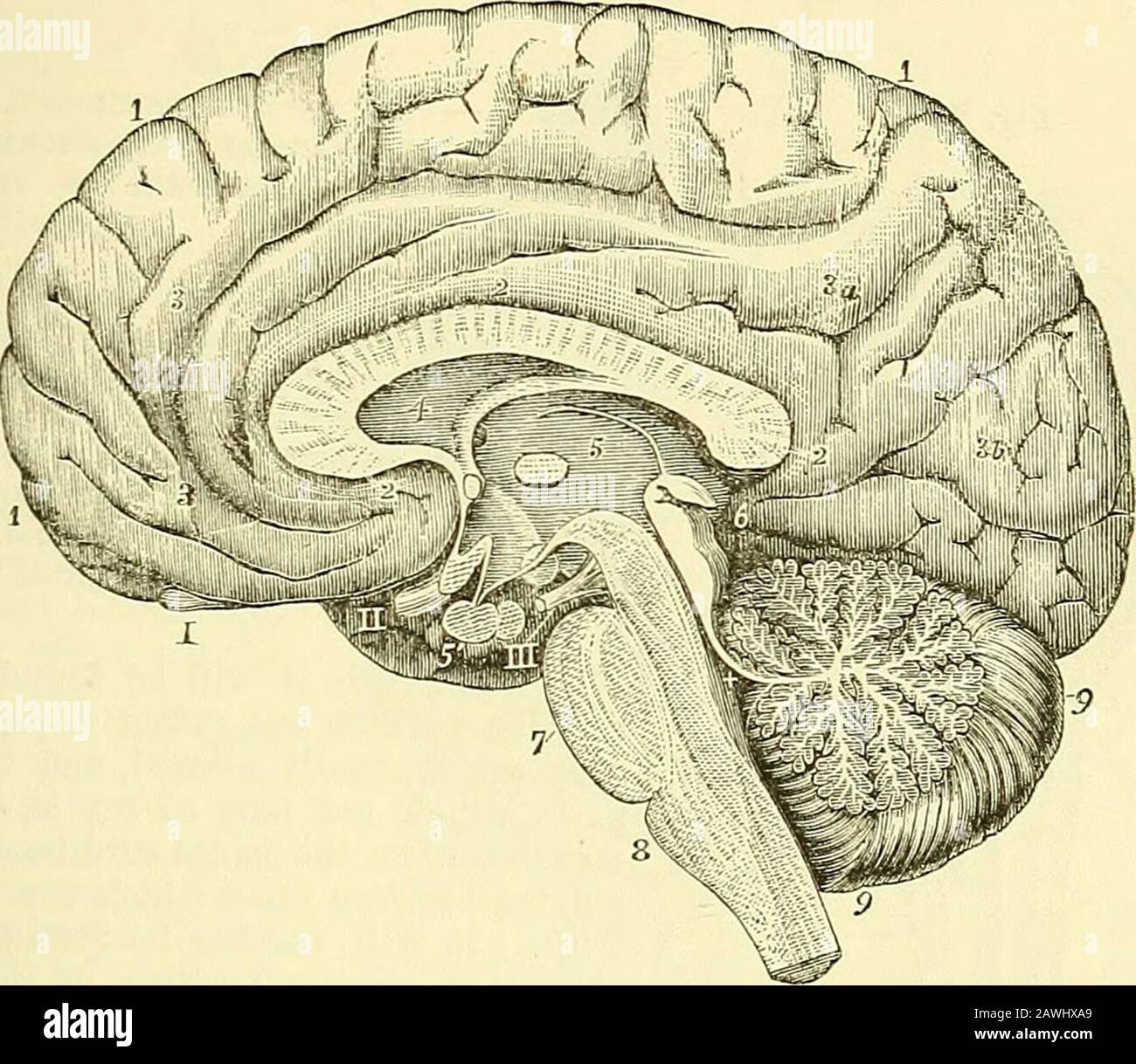Quains Elemente der Anatomie . Die MEDUIiliA OBIjOKGATA. EXTERNE ZEICHEN. Die Medulla oblongata ist unten mit dem Rückenmark durchgehend, auf Alevel mit dem unteren Rand des Foramen magnum. Seine Obergrenze ist DIE MEDULLA OBLOK-GATA, 281 markiert durch die untere Grenze der pons Varolii, in die sie oben getönt ist; ihre vordere oder ventrale Oberfläche ruht in der basilaren Nut, während sie später in die Fossa mit dem Namen der Vallecula zwischen Fi£r aufgenommen wird. 258.. Abb. 258.-Acht die Hälfte des Gehirns wird durch einen vertikalen Antero-posteriorSECTION (aus verschiedenen Quellen und aus der Natur) geteilt. (Alle Stockfoto