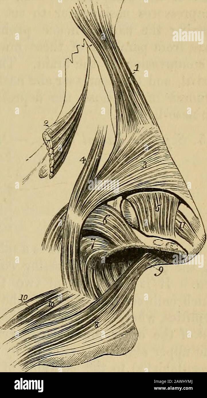 Das Vade Mecum des Anatomen: Ein System der menschlichen Anatomie . nostril.Der Hinterleibsschlüpfer (Levatorproprius alse nasi posterior) entsteht durch den nasalen Verarbeitungsprozess des Obermaxillarybones und durch die Sesamoidkartilages und wird für die hintere Hälfte seines Ausmaßes in das ganze Dokument des Nasenrandes Nasenbodens eingesetzt. Diese Muskeln sind schwer zu zerteilen, von der engen Haftung des Integuments bis zu den Nasenknorren. Der Entstörer Al^ Nasi (Myrtiformis) wird in den Blick * Die Muskeln der Nase gebracht; nach Arnold. 1. Die pyramidalis nasi. 2. Der obere Teil des Levators labii superioris als Stockfoto