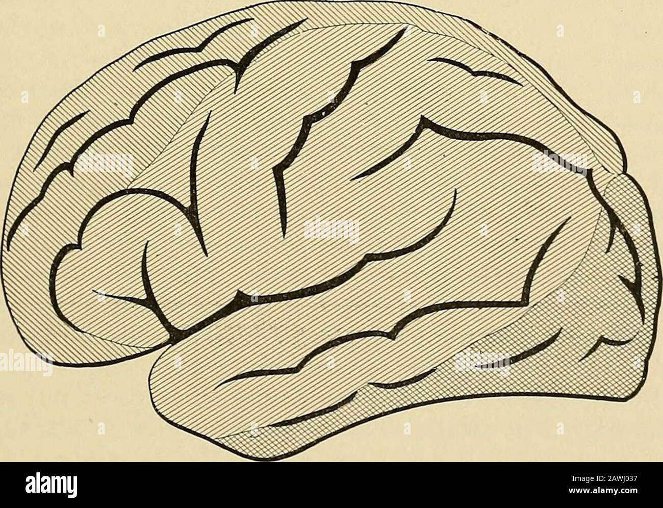 Ein System der praktischen Medizin. Darstellung der kortikalen Verteilung der mittleren Gehirnarterie. Der Standpunkt des Klinikers wird sofort geschätzt, wenn wir beobachten, dass sie sich in ihrer Versorgung die größere Anzahl kortikaler Zentren annehmen, deren Funktion definitiv bestimmt wurde. Diese Tatsachen werden sich besonders damit beschäftigen, von den Krankheiten zu sprechen, denen die Diessewiche haften. Die Arteria cerebralis anterior liegt in der großen Längsfissurezwischen den Hemisphären, und zusätzlich zu einer kleinen Anzahl von Gefäßen Abb. 40.. Diagramm mit den Bereichen des Seitenaspekts von t Stockfoto