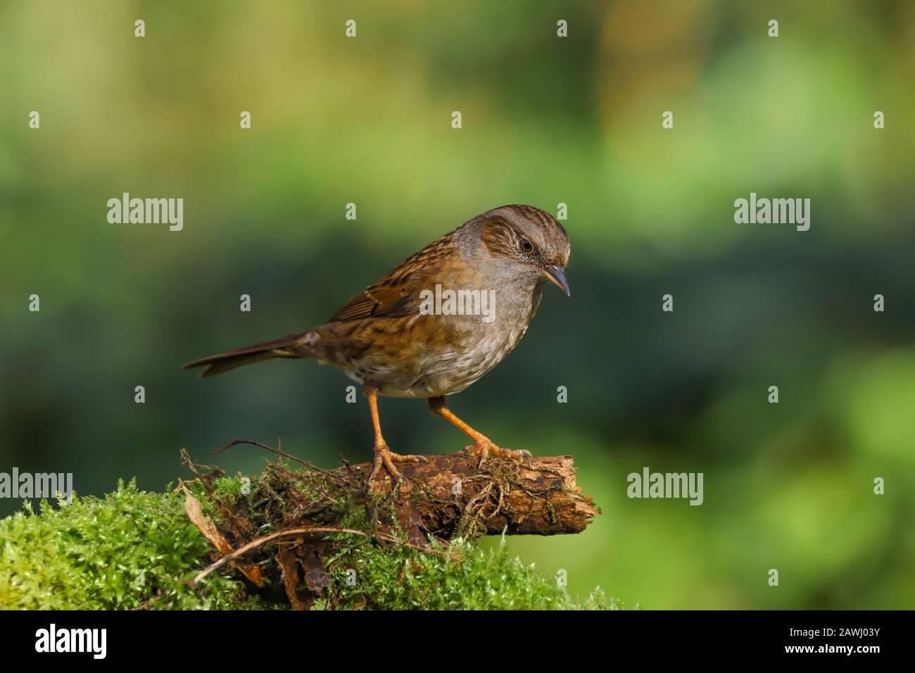 Nahaufnahme eines Dunnocks (Prunella modularis). Stockfoto