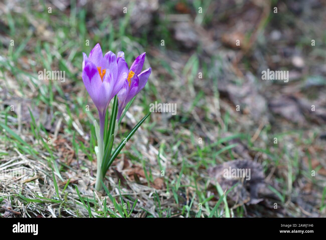 Schöne Doppel-Krokus blüht im Frühling im Feld und Nahakro. Stockfoto