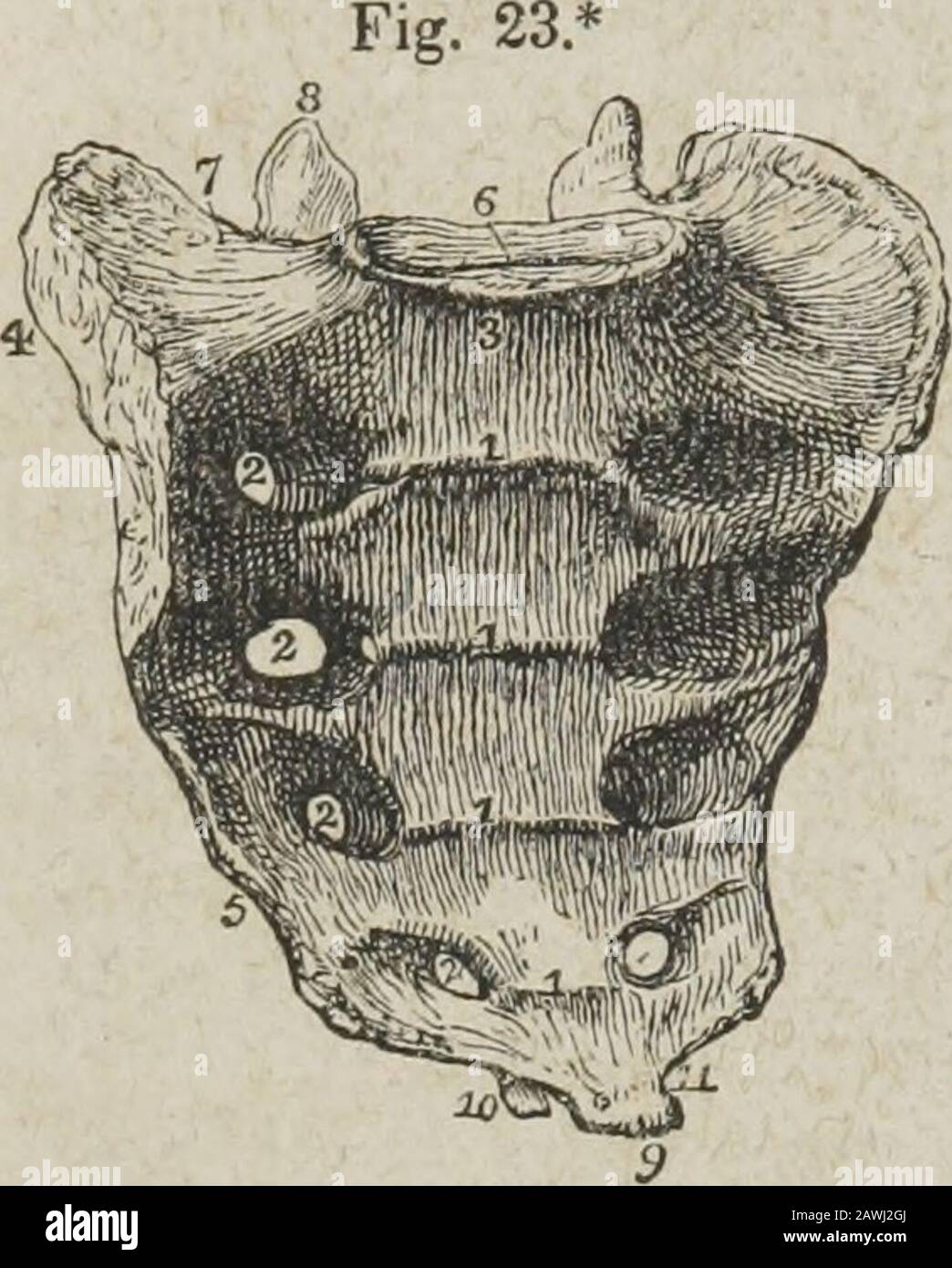 Ein System der menschlichen Anatomie, allgemein und speziell . cralforamina, die von oben nach unten an Größe abnimmt, und transmissionsanteriore Sakralnerven. Die Projektion des überlegenen Stücks ist der sacro-Wirbelwinkel oder das Vorgebirge. Die hintere Oberfläche ist schmaler als die vordere und konvexe. Auf der mittleren Linie befindet sich ein raues Gelege, das durch die Rudimente vierspinöser Prozesse gebildet wird, das fünfte verbleibende unbebaute und das freisetzen der dicker Beendigung des Sakralkanals. Unmittelbar neben undparallel zum Mediankamm befindet sich ein Bereich von fünf kleinen Tuberkeln, die die hintere Querrichtung darstellen Stockfoto