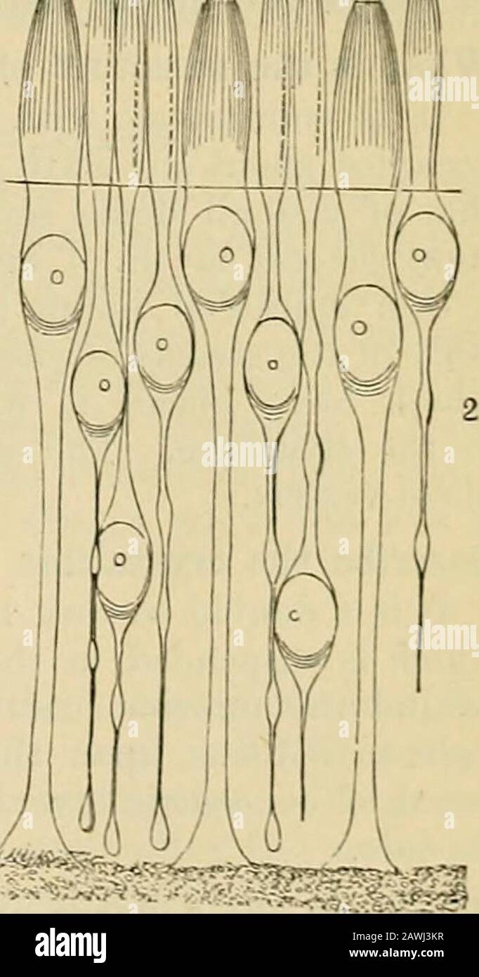 Physiologie: Ein Handbuch für Studenten und Praktiker . Tischer Nerv. Beschreiben Sie die Netzhaut. Es besteht aus dem nervösen Mechanisma des Auges, das in einem lockeren Bindegewebe liegt, und darunter n 2>igment-Iayer.Ohne in die Details seiner zahlreichen Schichten einzudringen, können wir sagen, dass die Fasern des Sehnervs verteilt, von Neurilemma, in Thismembran veräußert und mit den Ganglienzellen kommunizieren, Welche reichlich vorhanden sind.Die Fasern verlaufen nach innen und terminatein die Schicht von Stäben und Zapfen, die die Endorgane des Nervs bilden. Die Stangen und Kegel der Theretina beschreiben. Sie sind eng am Gesicht gepackt Stockfoto