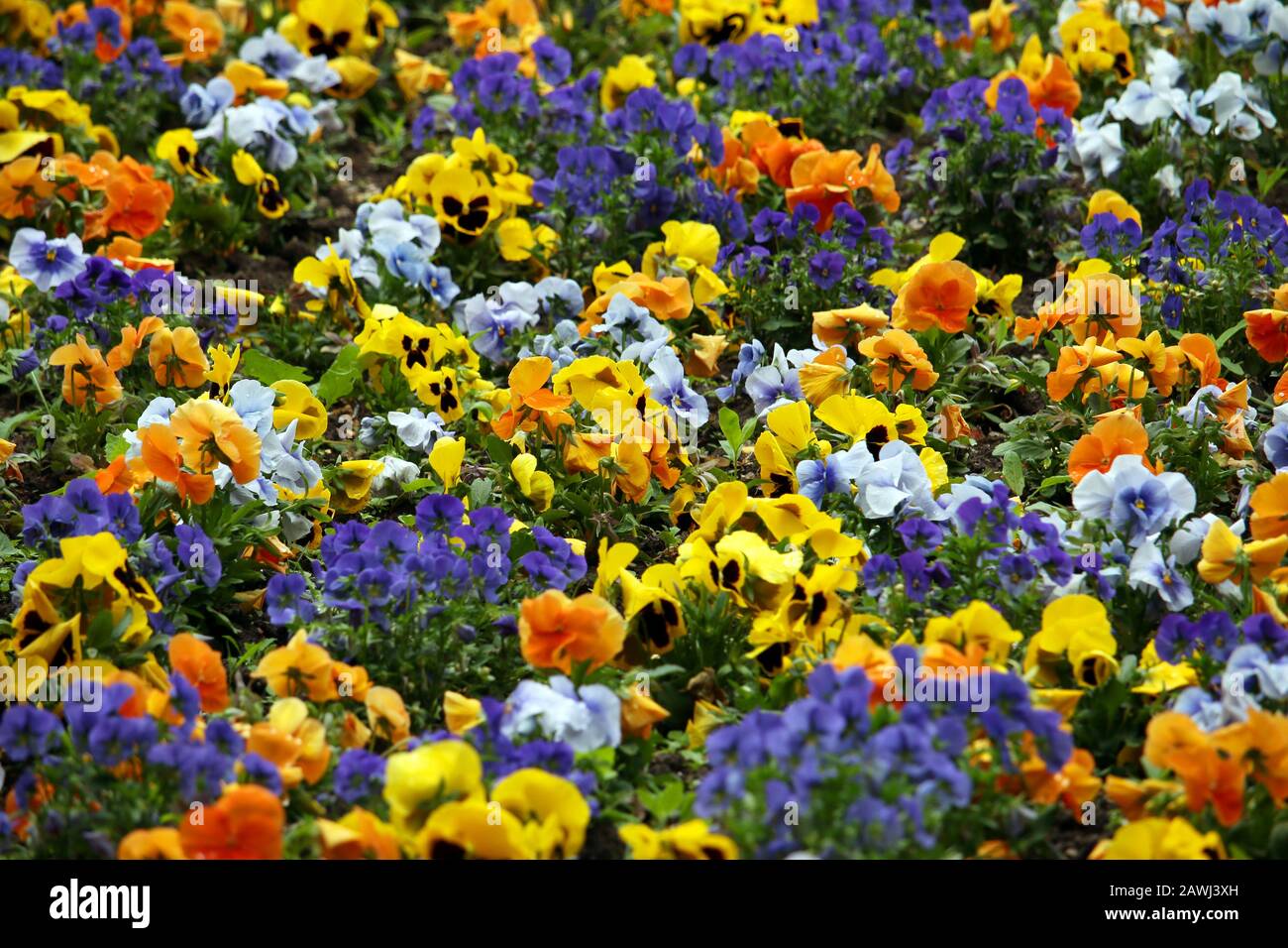 Bunte Pansy-Blume in der Garten-Natur Frühlingssaison Stockfoto
