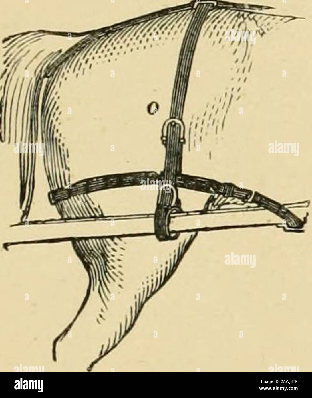 Das Pferd im Stall und auf dem Feld: Seine Sorten, sein Management in Gesundheit und Krankheit, Anatomie, Physiologie usw. . g und schmale Streifen aus Leder gehen von der Spitze durch die Hame und Pad-Terrets zu den Händen der Fahrer. Lager-Zügel sind zusätzliche Zügel, die an den Bridoon-Bits befestigt sind und durch Ohrringe an oder in der Nähe des Kehlkopfes zum Haken am Pad führen. Sie werden jedoch heute nur noch selten in einem einzigen Kabelbaum verwendet, jedoch im Plan auf Seite 340. Wenn der Lagerschrein nicht verwendet wird, wird nun manchmal ein langer Ohrring vom Kopf der Krempe aufgehängt, durch den der Fahrzügel führt, a Stockfoto