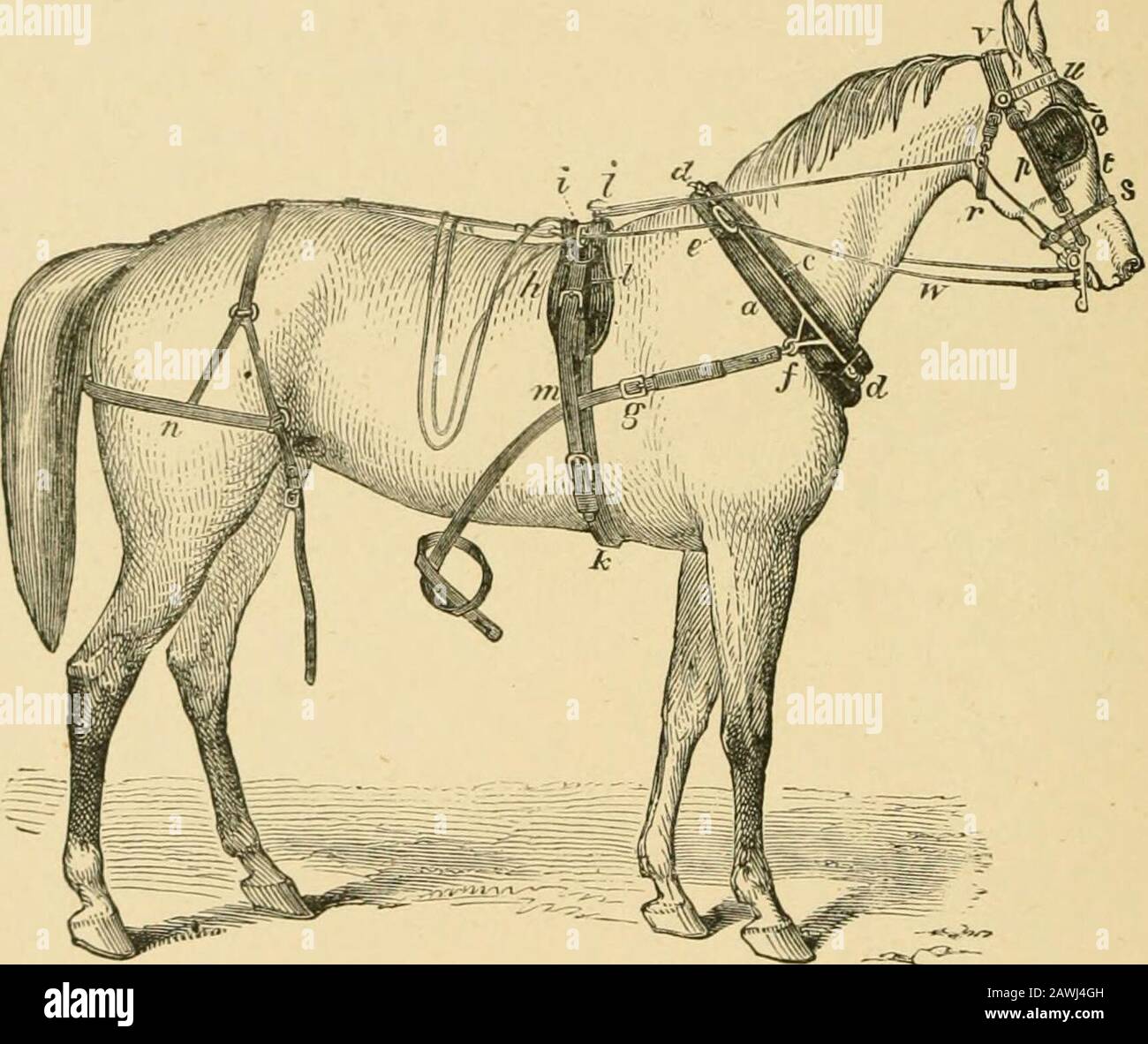 Das Pferd im Stall und auf dem Feld: Seine Sorten, das Management in Gesundheit und Krankheit, Anatomie, Physiologie usw. d). Diese durchziehen an jedem Ende der hames ein flaches Auge und ziehen die beiden eng zusammen. Zur Spitze jedes Hames ist ein Ringel namens "Hame terret" (e), der darauf abzielt, den Zügel an seiner Stelle zu beschränken, da es 340 DAS PFERD    auf den Kopf stellt; Während ein Util unter der Mitte ein Metallarm ist, mit Anauge (/) darin, an dem der Tug der Spur befestigt ist, ist ein Clip aus Eisen, der in ein doppeltes Lederstück geheftet wird, das an der Schnalle für die Spur {A befestigt ist. Dies ist ein langes Ding Stockfoto