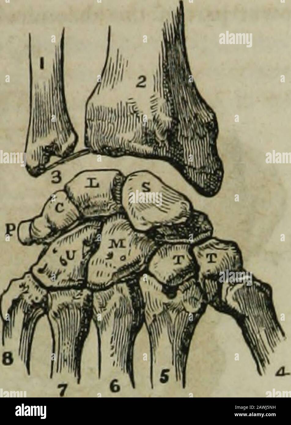 Die Hydropathische Enzyklopädie: Ein System der Hydropathie und Hygiene in acht Teilen ..designed als Leitfaden für Familien und Studenten und ein Textbuch für Ärzte . ulna. 3. Interartikuläre Knorpel, die am Styloid-Prozess der Ulna befestigt sind, und an der marginal-artikulären Oberfläche des Radius. S. Theskaphoid. L. Semilunar. C. Keilform. S. Pi * Siform. T. Trapezium. T. Trapezoides. M. Oamagnum. U. Unciform. Knochen DER HAND Diese sind in Meta-Karpus und Phalangen teilbar. Die Metacarpusis bestehen aus den fünf langen Knochen, die zwischen den Fingern und dem Handgelenk getupft werden; das erreichen zum Daumen ist Stockfoto
