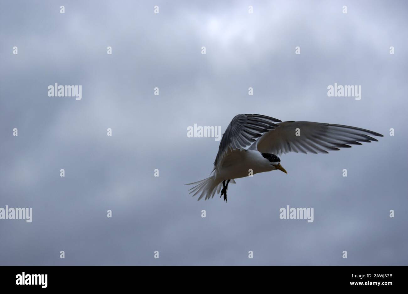 Ein Greater Crested tern (Thalasseus bergii) wird auch als "Crested" oder "SWIFT tern in Flight" über die Küste Westaustraliens bezeichnet. Stockfoto