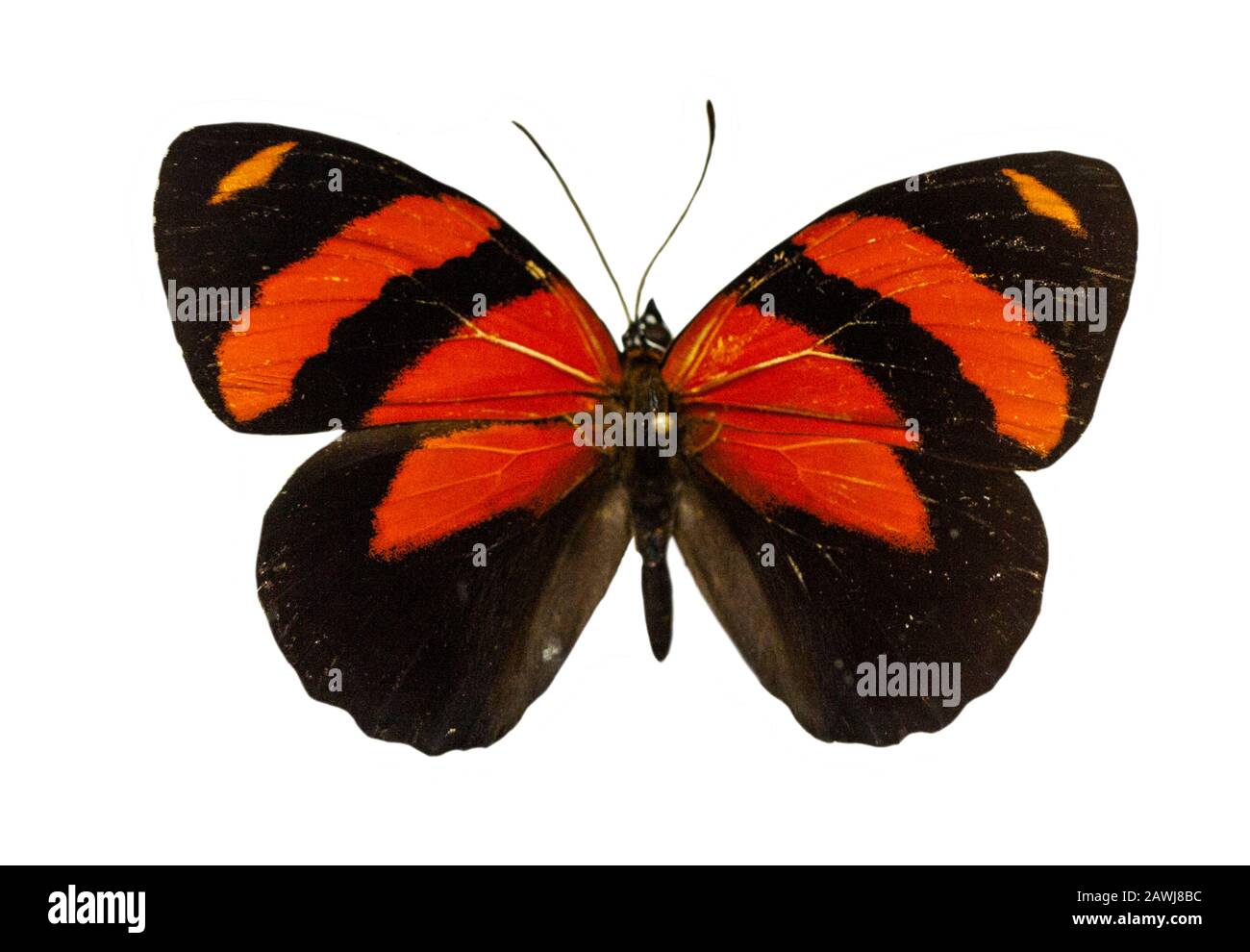 Farbe schöner Schmetterling fliegen, auf weissem isoliert Stockfoto