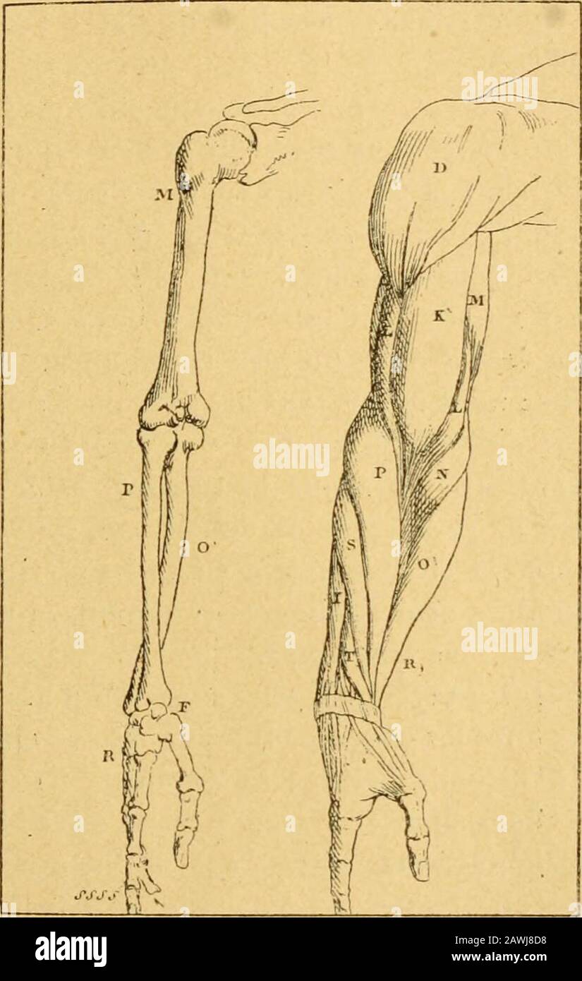 Histoire de l'Anatomie plastique : les maitres, les livres et les écorchés . XIX SI ECLE. 255 intitulé: Traité élémentaire des règles du dessin; parle Citoyen Bosio^ {élève de David) Peintre dHistoire^. Fie. 92.PLANCHE dOSTÉOLOCIE ET DE MYOtOCIE. (Bosio. Traité éUmentaire des règles du dessin.) et Professeur de Dessin à lEcole Polytechnique. Paris, an IX (1800 ou 1801), dans lequel se trouvent des 25(5 LANATOMIE PLASTIQUE. Begriffe Verwandte à lanatomie. Sur les dix-sept planchesque contient ce manuel, dix representent le squeletteet Récorché, tandis que les autres sont consacrés àla façon d Stockfoto