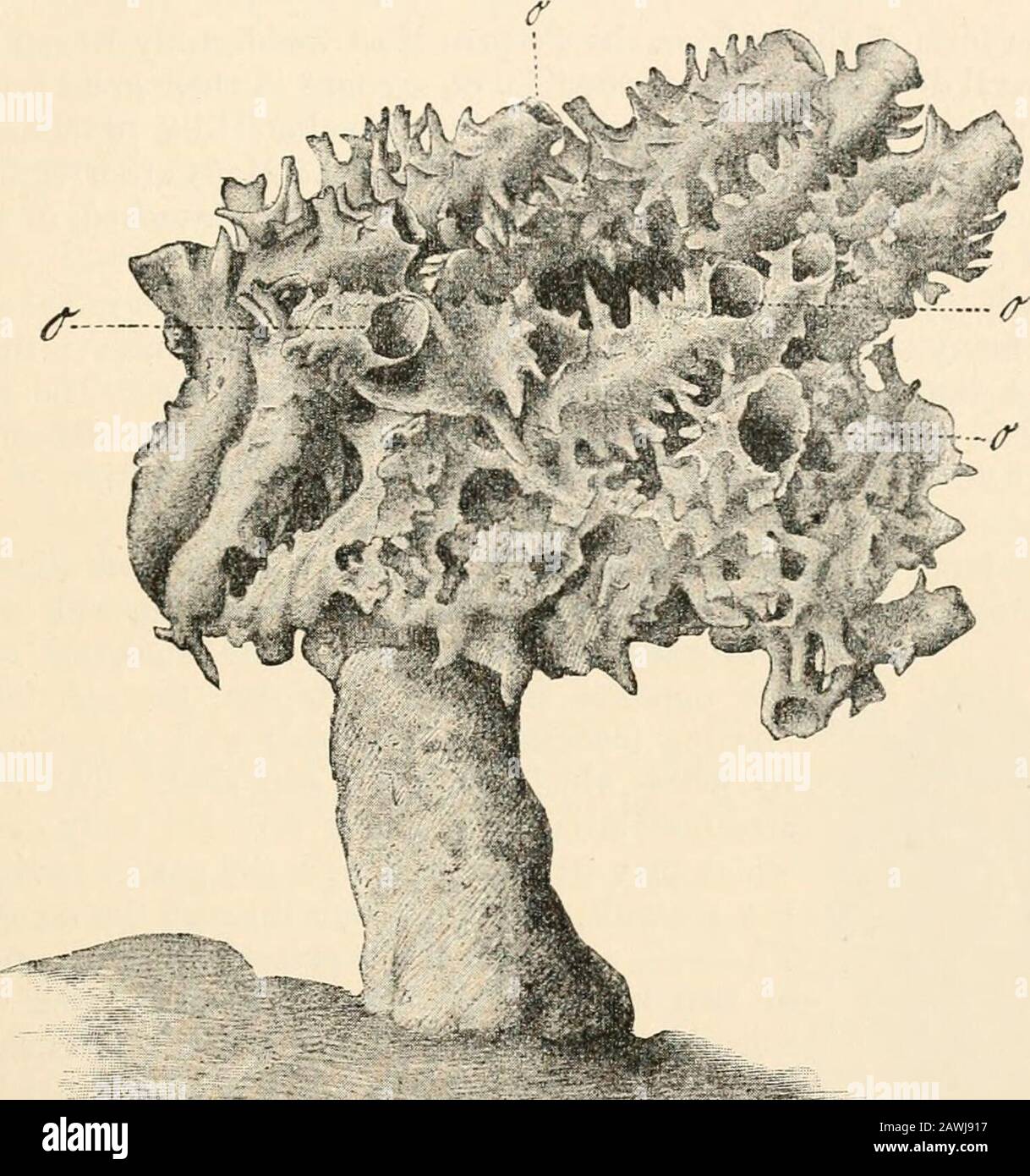 Textbuch der vergleichenden Anatomie. Iibcr Orthoncctiden. Zeitschr. F. wiss. Zoologie. Bd. 35. 1881. Julin. Beitrag IT Vhistoire dcs Mesozoaires. Archive de Biologic. T. III.-17. F. E. Schulze. Ucbcr Trichoplax, adhaerens. Zoolog. Anzcigcr. Bd. VI 1883. S. 92-97. KLASSE II Porifera oder Schwämme.Systematische Überprüfung. Calcaria.-Skeleton, bestehend aus Kalkspikulaten, immer vorhanden. Gemäß der Struktur des Weichkörpers, Ascones, Sycones, andLeucones. Olynthus, Ascandra, Sycandra, Lcucandra. Ordnung 1. Calcispongise. Unterklasse II Nicht-Calcarea.-Skeleton selten want Stockfoto