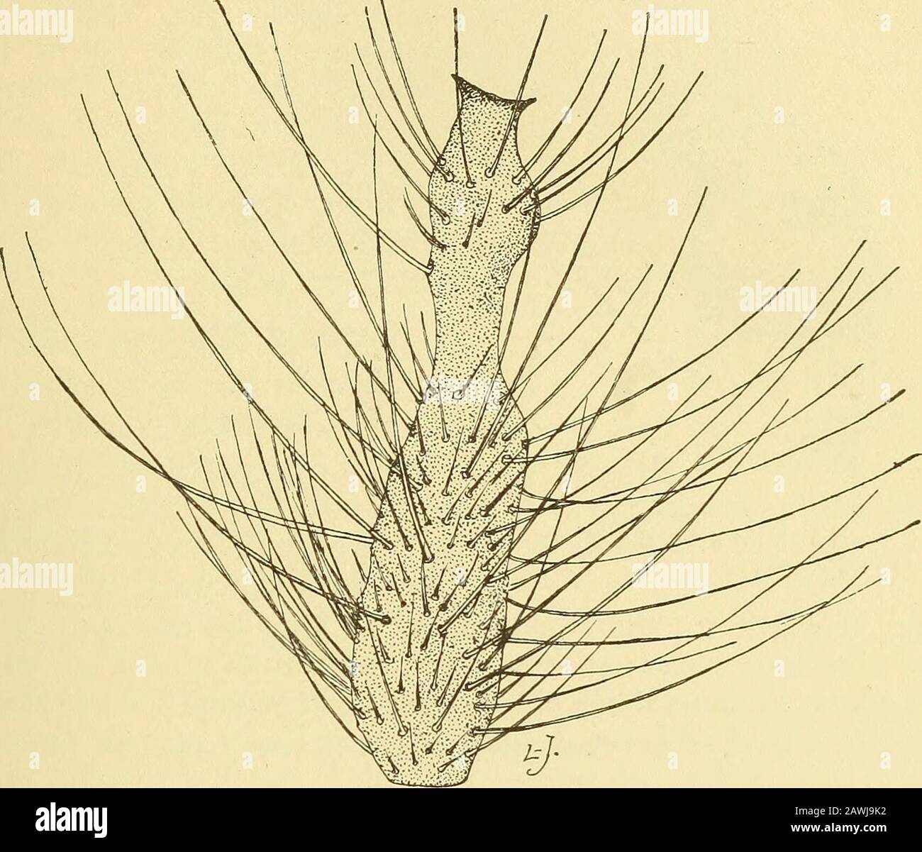 Jahresbericht. rt b a r b e r i n. SP.aaa Länge 1,5 mm; Antennen uninodose Slossonae Filz, C. 931 Catocha Americana Filz 193, E. P. N. Y. State Mus. Bui. 124, S. 309 Diese Spezies, die mit freundlicher Genehmigung des staatlichen Nationalmuseums der Vereinigten Staaten zur Studie erhalten wurde, wurde in Franconia, N. H., aufgenommen, von der bekannten Sammlerin, Frau A. T. Slosson. Männlich. Länge 4 mm. Antennen fast so lang wie der Körper, dickhaarig, dunkelbraun; 16 Segmente, die dritte mit der Basalvergrößerung etwas produziert, die vierte und folgende, eachleicht binodose, die basale subzylindrische Vergrößerung mit Alength fast fou Stockfoto