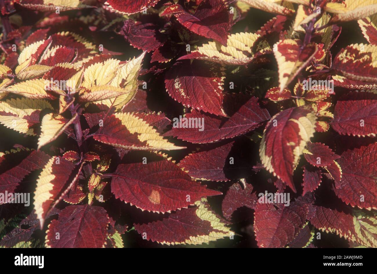 CLOSE-UP DES VIELSCHICHTIGEN BLATTES VON SOLENOSTEMON SCUTELLARIOIDEN "ANANASSCHÖNHEIT", ALLGEMEIN BEKANNT ALS COLEUS-PFLANZE. Stockfoto