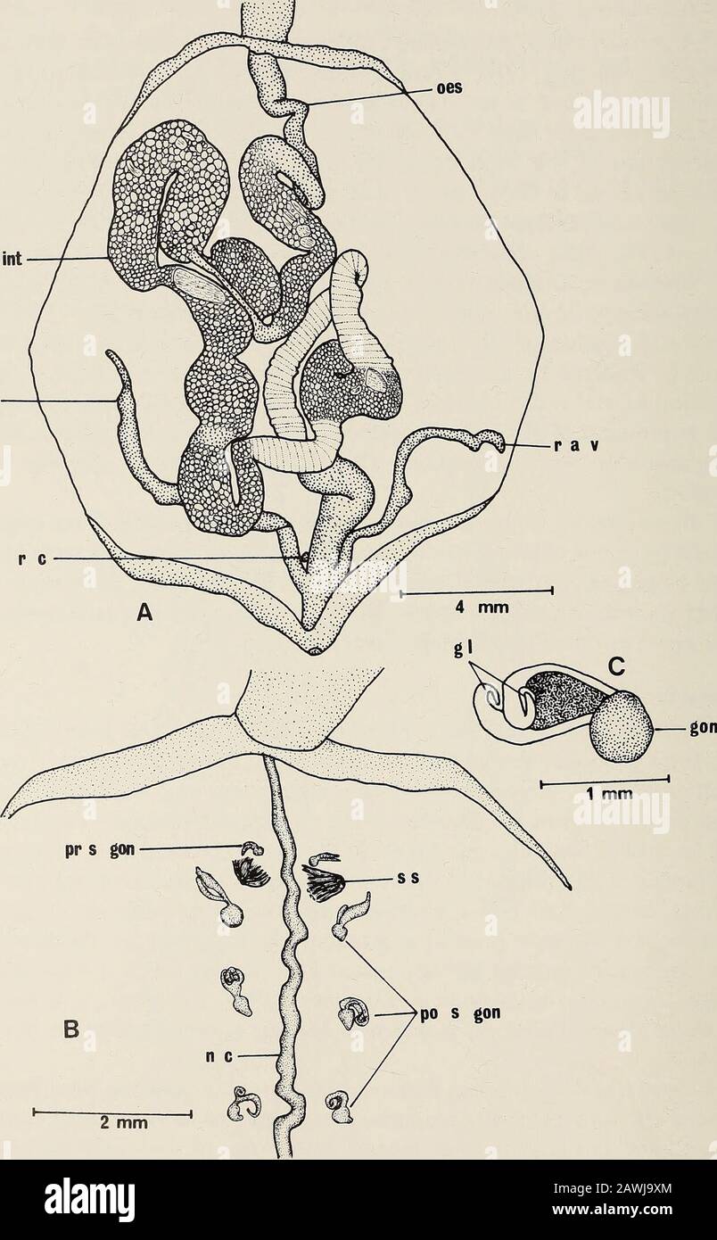 Annalen des südafrikanischen Museums = Annale van die Suid-Afrikaanse Museum . es, und die Verteilung der dermalen Papillen. Lanchester erwähnte das Vorhandensein von vier Gonodukantenpaaren, wobei die ersten beiden Paare vorgetal waren. Die Körperwand ist extrem dünn und die Längsmuskeln sind in 10 ziemlich breite, aber unauffällig verlaufende Bänder aggregiert. Nach Stephen & Edmonds (1972) ist der Holotyp im BritishMuseum (Naturgeschichte) beschädigt und die Muskelsysteme sind nicht eindeutig zu erkennen. Zu den wichtigen Unterscheidungsmerkmalen des vorliegenden Exemplars aus Park Rynieeschließen die vier Paare von ein Stockfoto