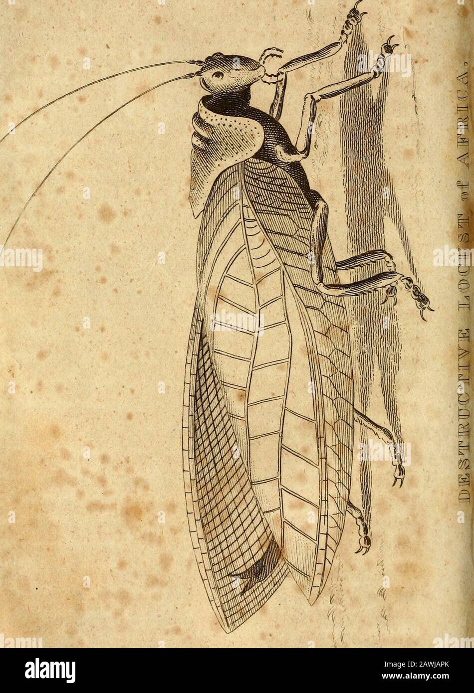 Eine authentische Erzählung über den Verlust des amerikanischen Bestechungsgeldes: Zerstört auf den westlichen Kosten Afrikas, im August des Jahres 1815. . Maurische Siedlung von schlecht gebauten Hausen und Zelten. Wir kamen vorbei in eines der schönsten Täler, die jemals von der Natur gebildet wurden; das Gesicht der Erde hier lächelte mit der Kultivierung und speckledover mit Herden und Herden: Hier Tausende von Ochsen, Schafen, Ziegen und Kamelen, Pferden und Eseln, die sich in einem Konzert friedlich füttern, während Hunderte von Theeinwohnern in Tillinis umgebracht wurden: Der reiche Boden, der Weizen und Gerste verspottet und mit Akommon swo zerschnitten Stockfoto