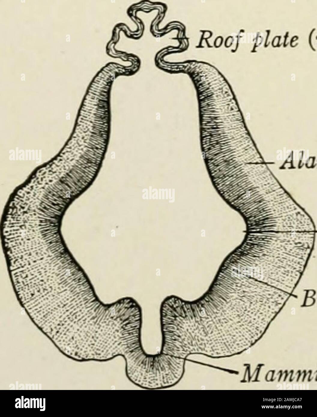 Die Anatomie des Nervensystems, vom Standpunkt der Entwicklung und