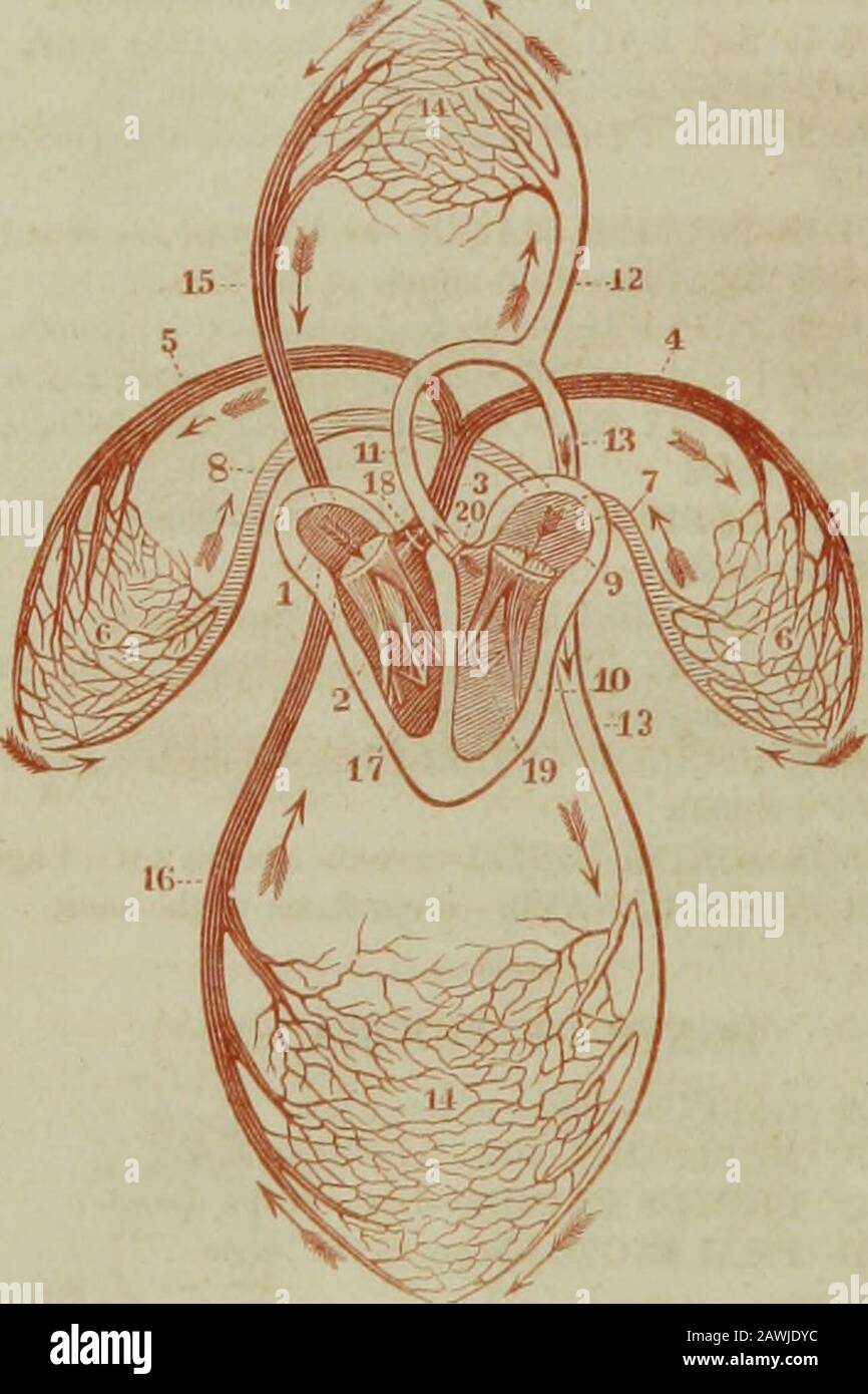 Die Hydropathische Enzyklopädie: Ein System der Hydropathie und Hygiene in acht Teilen ..designed als Leitfaden für Familien und Studenten und ein Textbuch für Ärzte. Bewertet, und Perforatingmuskeln. G-ENTFÜHRER POLLICIS MANUS-Entführer des Daumens. H PALMARIS BREVIS-kurzer Muskel der Handfläche. K STRECKER POLLICIS-verlängerter Daumenmuskel. K EXTENSOR PRIMIINTERNODII-Extensor des ersten Fingers. L EXTENSOR CARPI radial BREVIS-short radial exten-sor des Handgelenks, M EXTENSOR CARPI radial LONGUS-long radial extensor des Handgelenks. N EXTENSOR DIGITORUM-Extensor der Finger. O EXTENSOR CARBI ULNAR Stockfoto